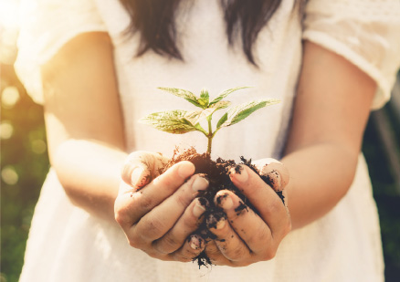 生えたての木の写真